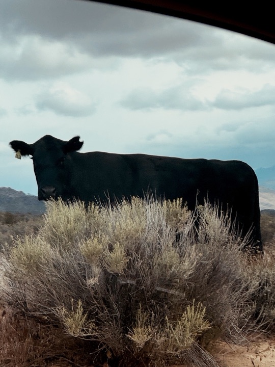 A black cow among the sagebrush along the trail